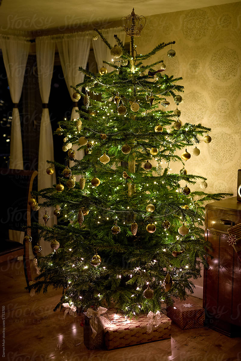 Traditional real Christmas tree in a living room at night.