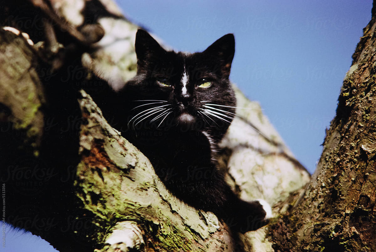 Black Cat on Tree