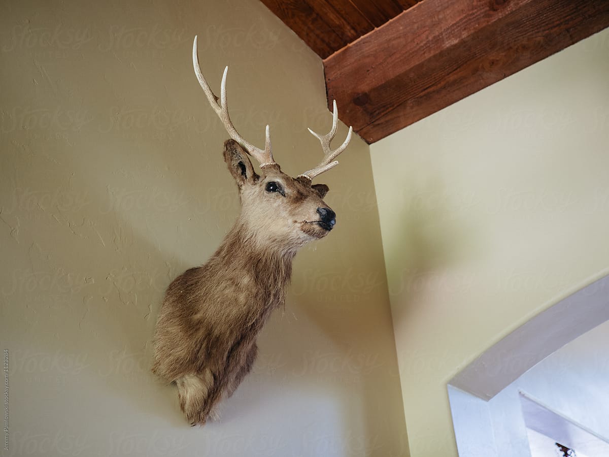 Stuffed buck hanging on interior wall of a rural country home
