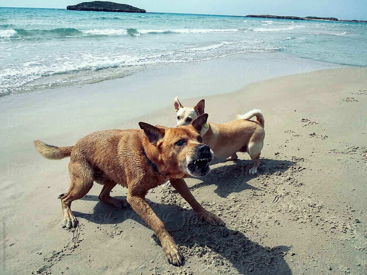 Dogs Playing on the Beach