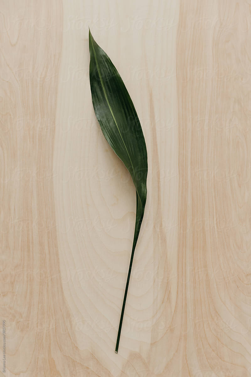 Green leaf on wood backdrop