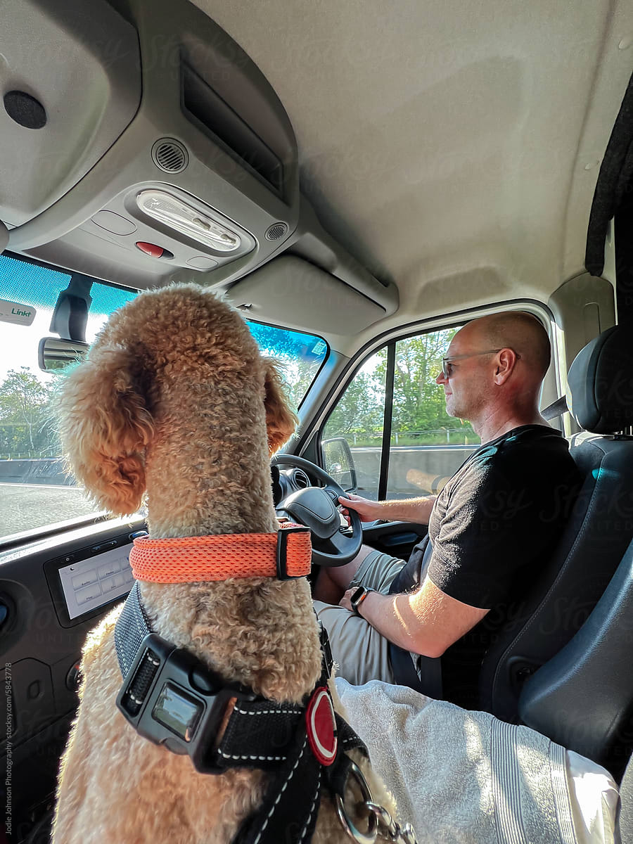 Man and a poodle driving