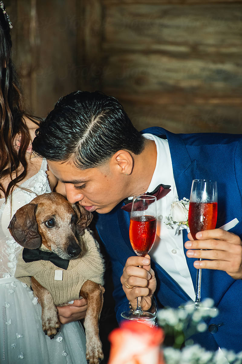 Happy Groom with Champagne Kisses dachshund  Ring Bearer dog