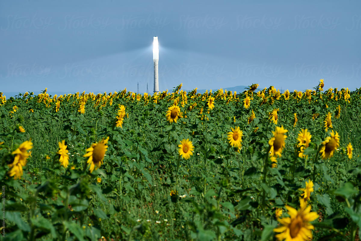 Sunflowers, solar power plant, Europe - sustainable sunlight energy