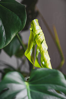 Rolled Up Leaf On Monstera Plant" by Stocksy Contributor "Giorgio Magini" -  Stocksy