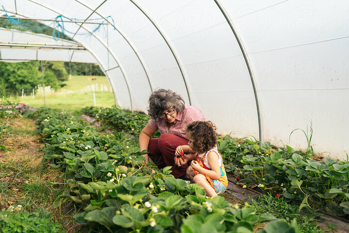 Mother and daughter picking strawberries on the vegetable patch