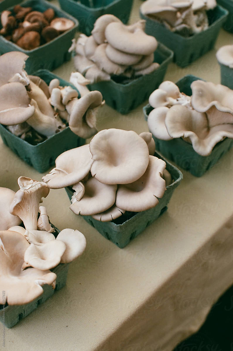 Basket of Oyster mushrooms
