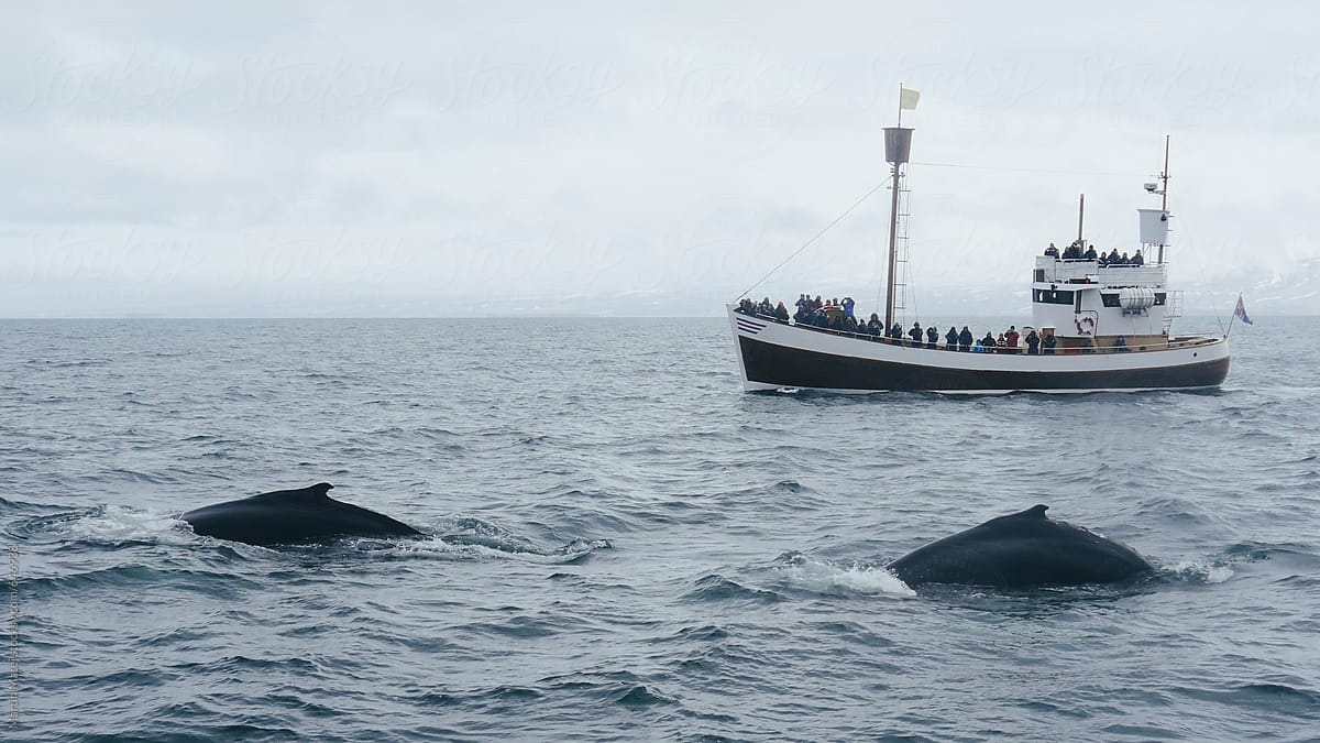 Two whales swimming next to whale watching boat