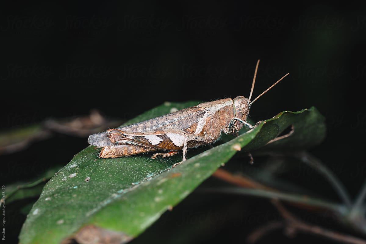 Insect locust bug macro