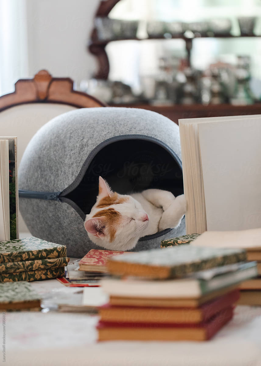 Kitten enjoying warm shelter at home