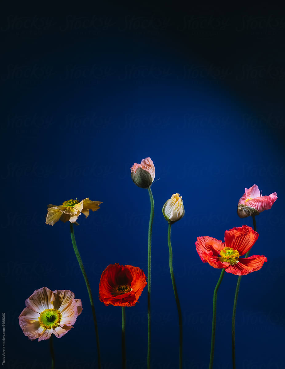 Six Poppies on a Blue Background