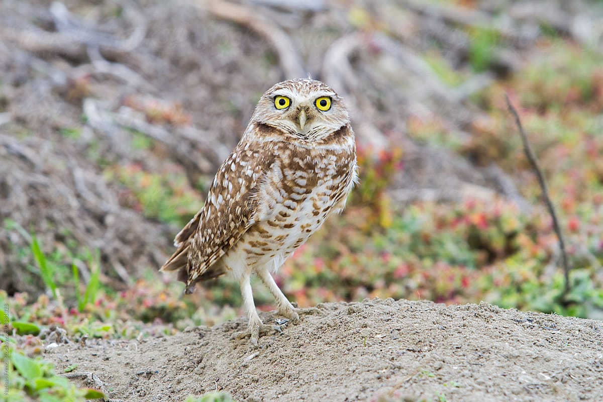 Burrowing Owl on Alert