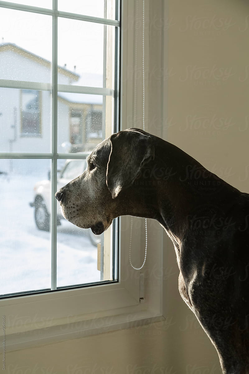 Dog looking out window at home