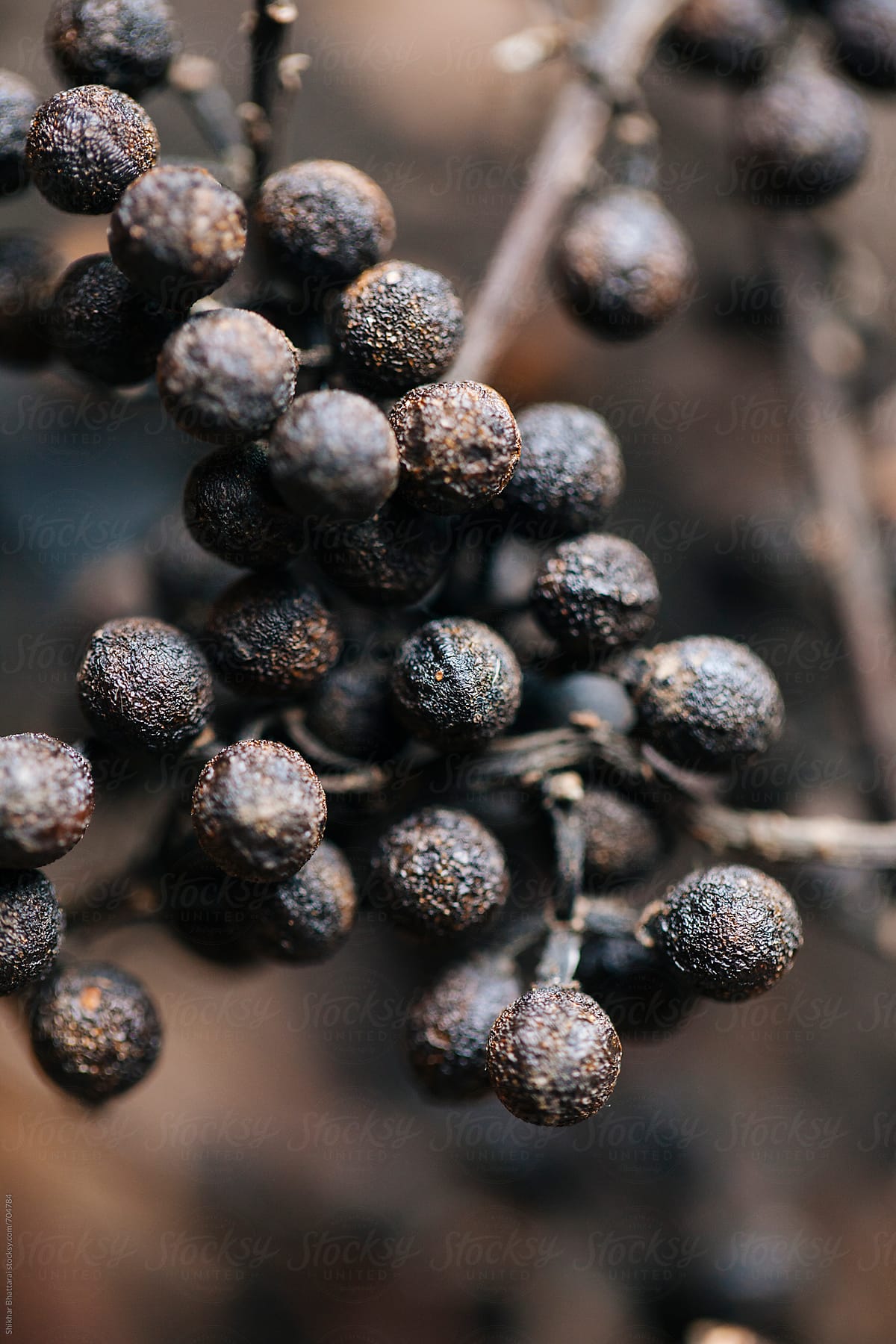 Himalayan spice known as Timur/Tejpal/Sichuan pepper
