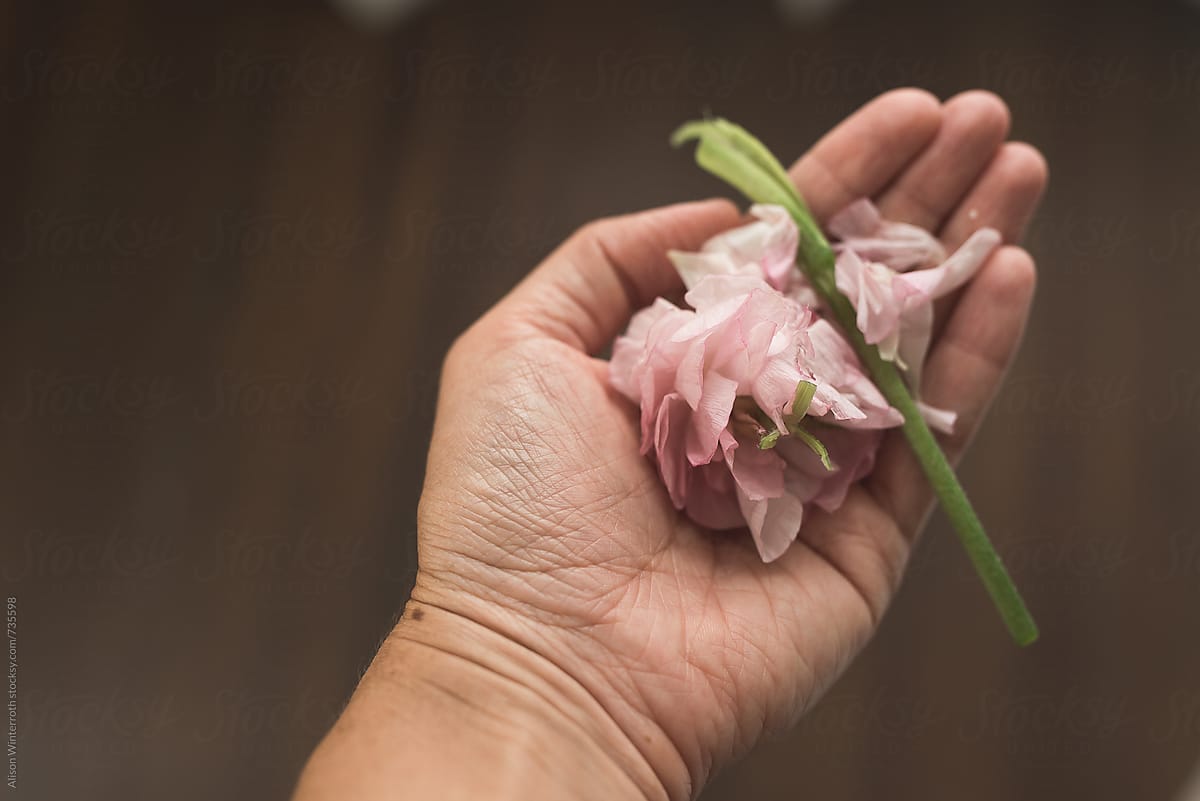 A Crushed Ranunculus Flower Held In The Palm Of Your Hand