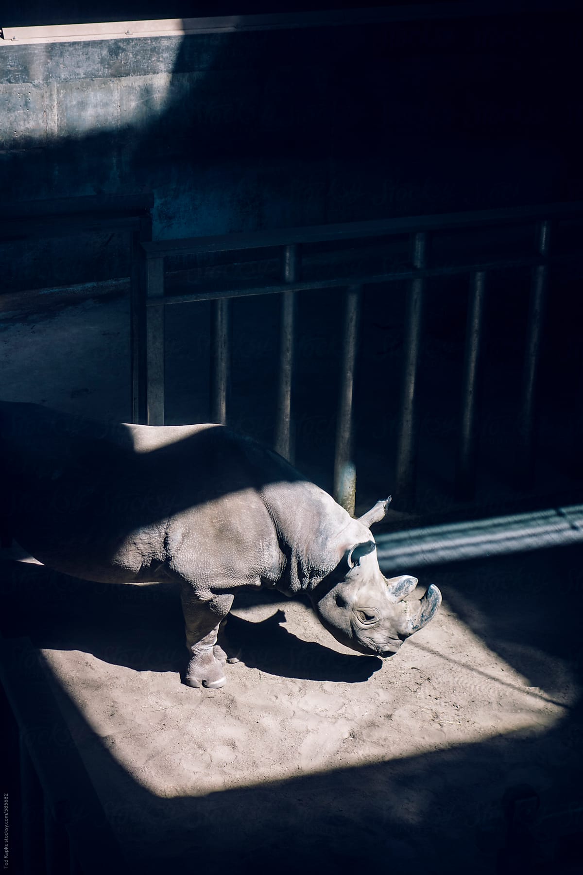 lonely rhino