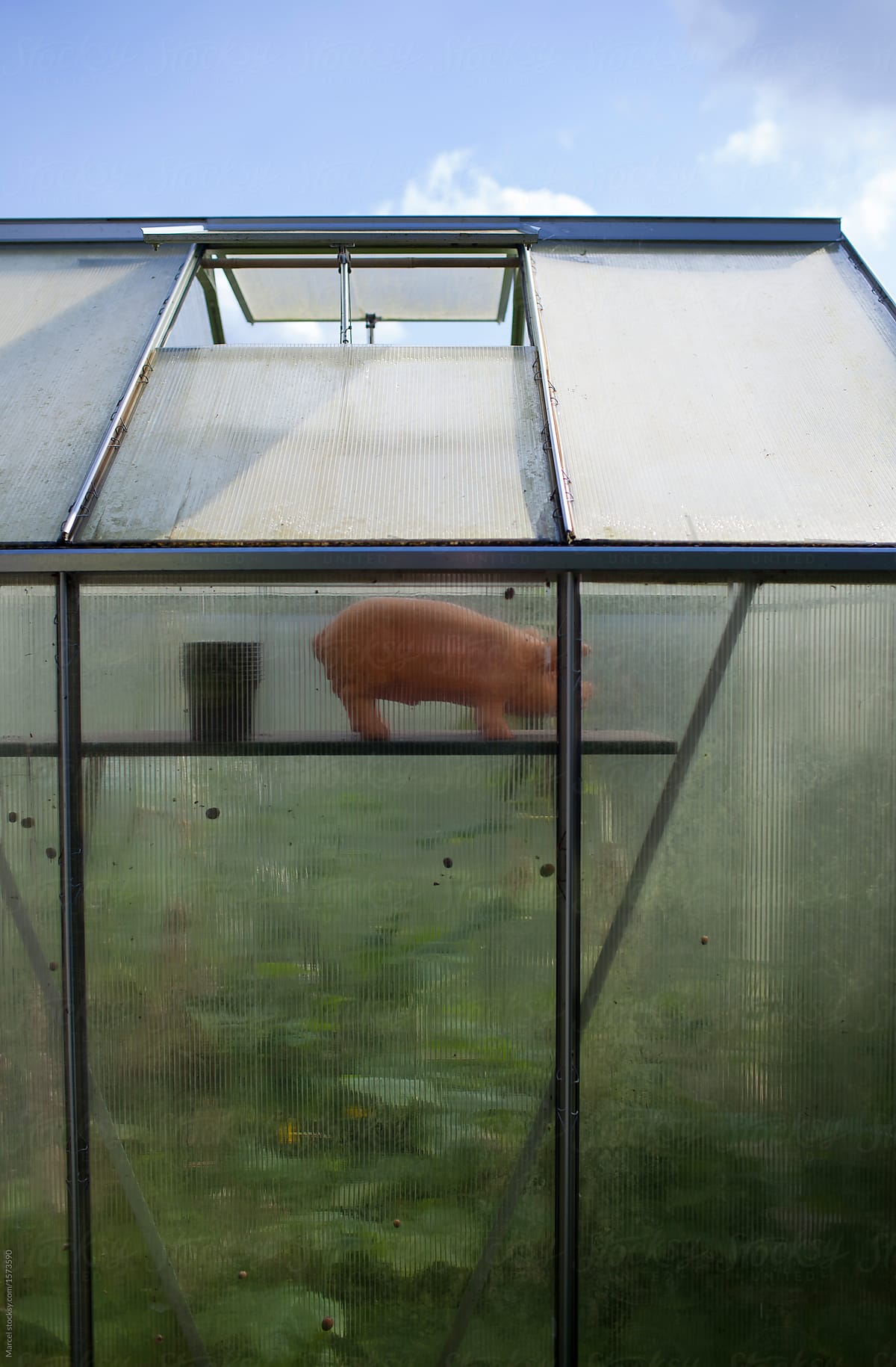 money bank pig in a greenhouse