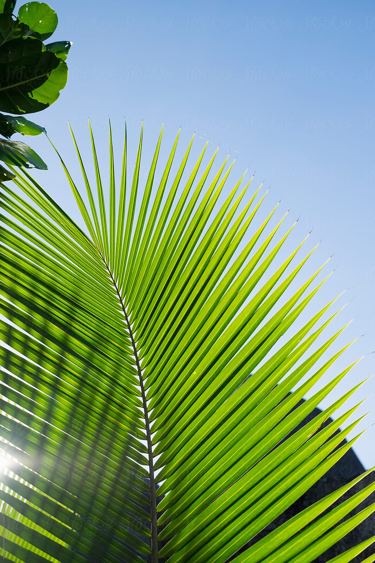 Palm leaf against the blue sky