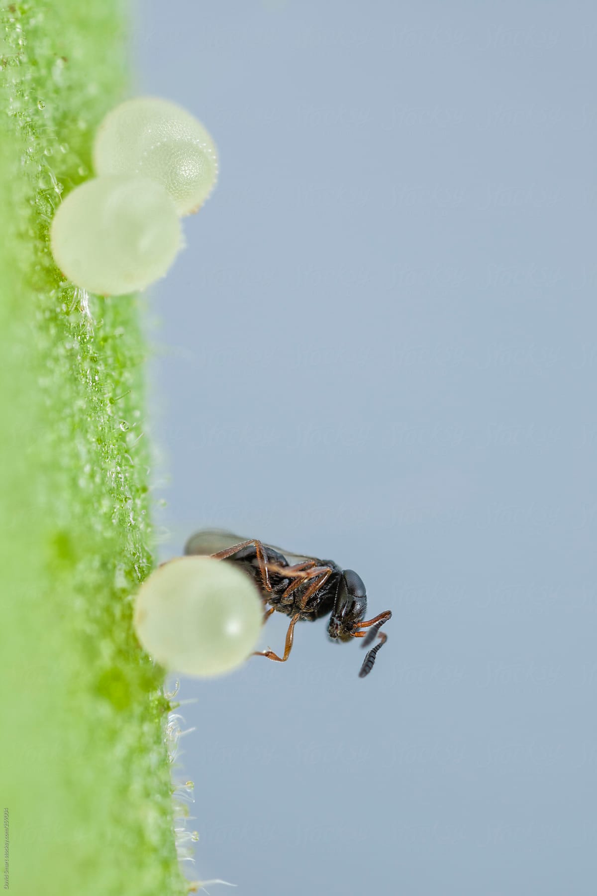 Parasitic wasp depositing her egg in a stink bug egg