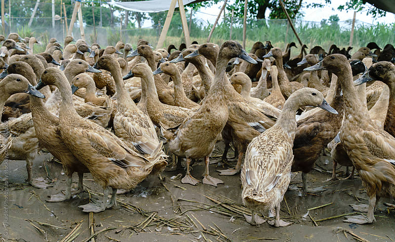 Balinese Pest Control Ducks