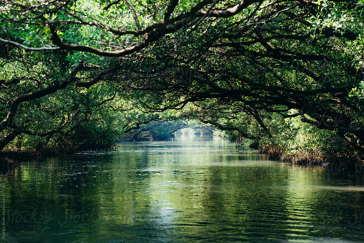 Sicao mangrove green tunnel