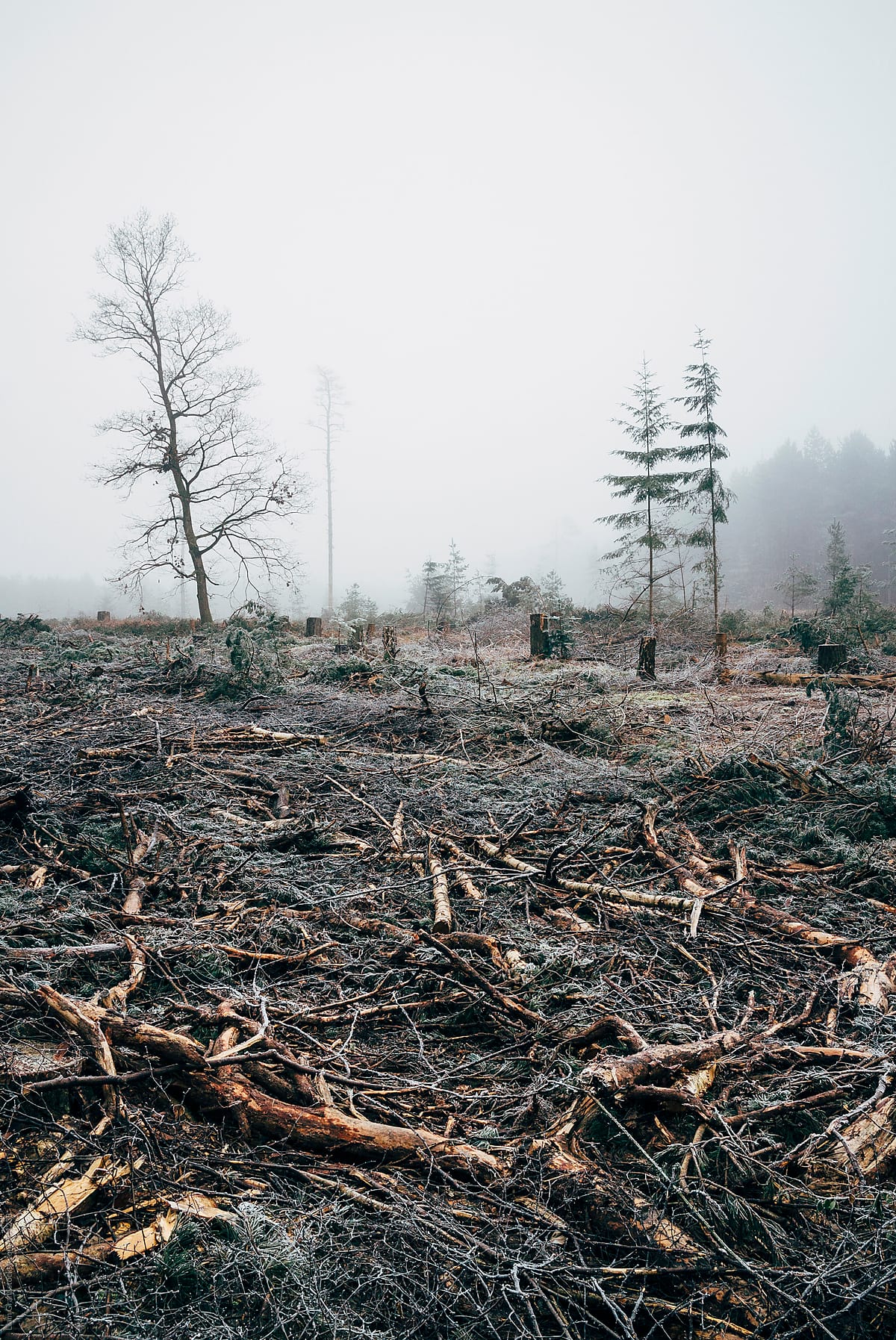 Fog and frost in a recently felled section of forest.