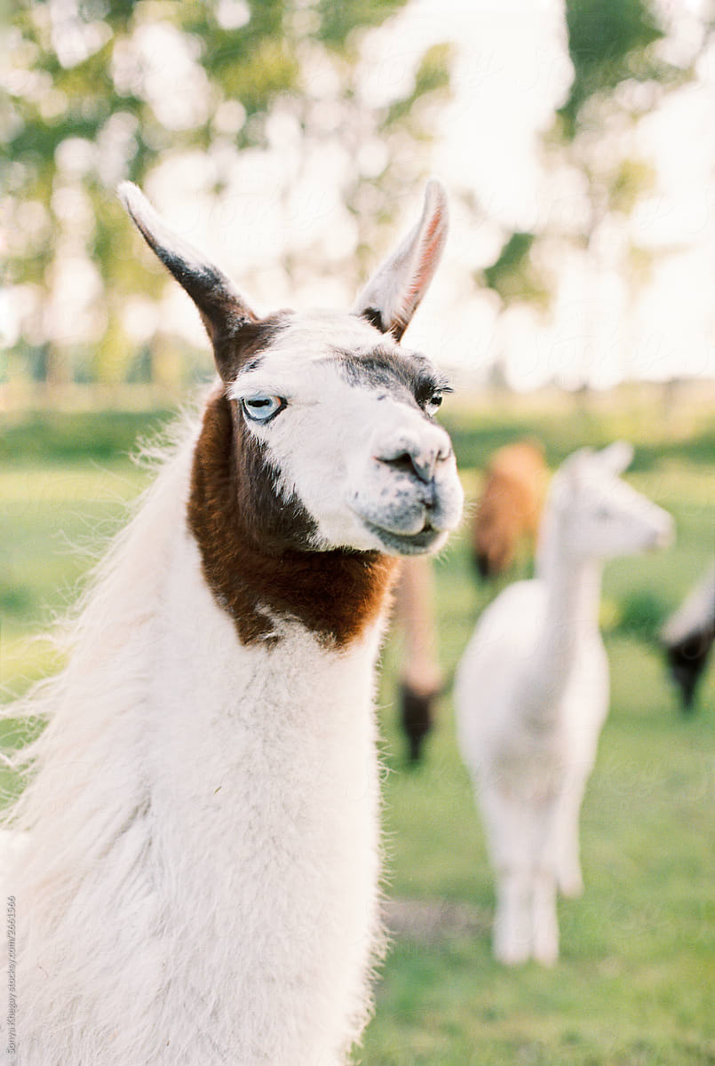 portrait of white llama with blue eyes