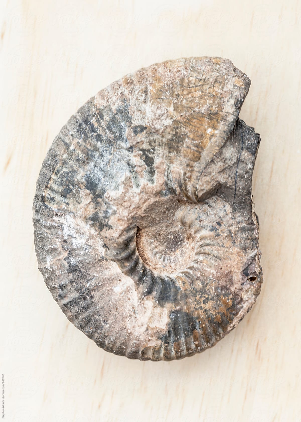 Nautilus Ammonite Fossil