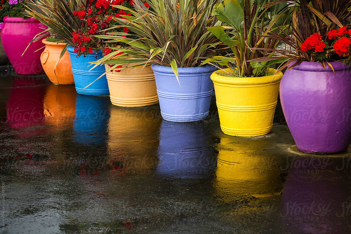 Rainbow Colored Pots and Plants