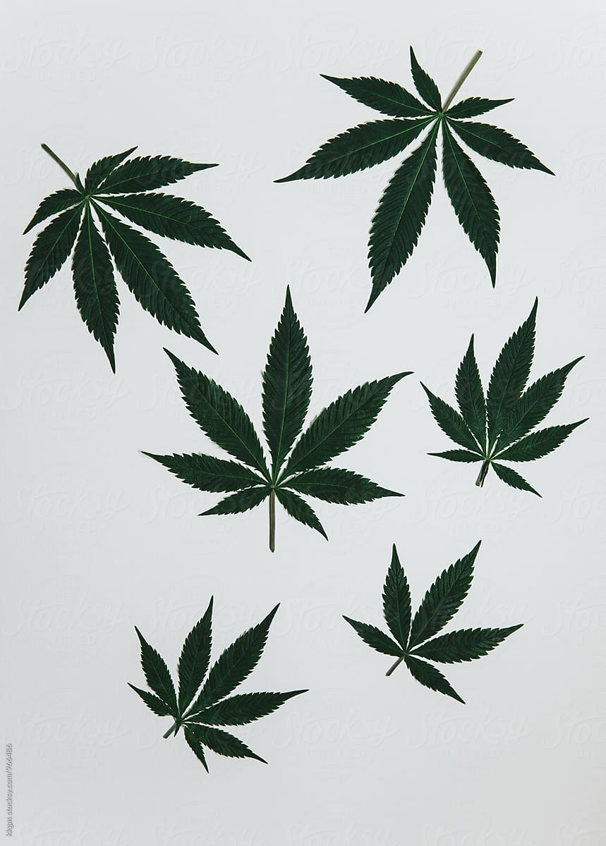 305,502 Marijuana Leaf Images, Stock Photos, 3D objects, & Vectors |  Shutterstock