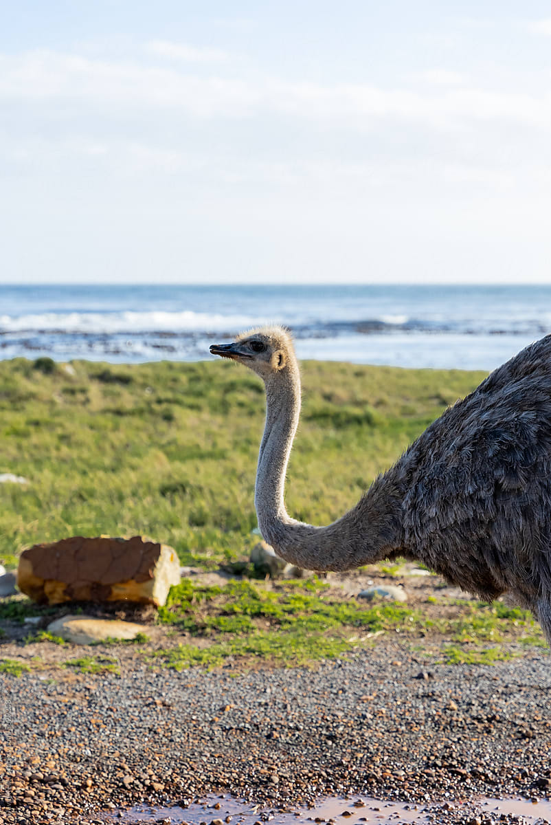 Ostriches graze along the coastline