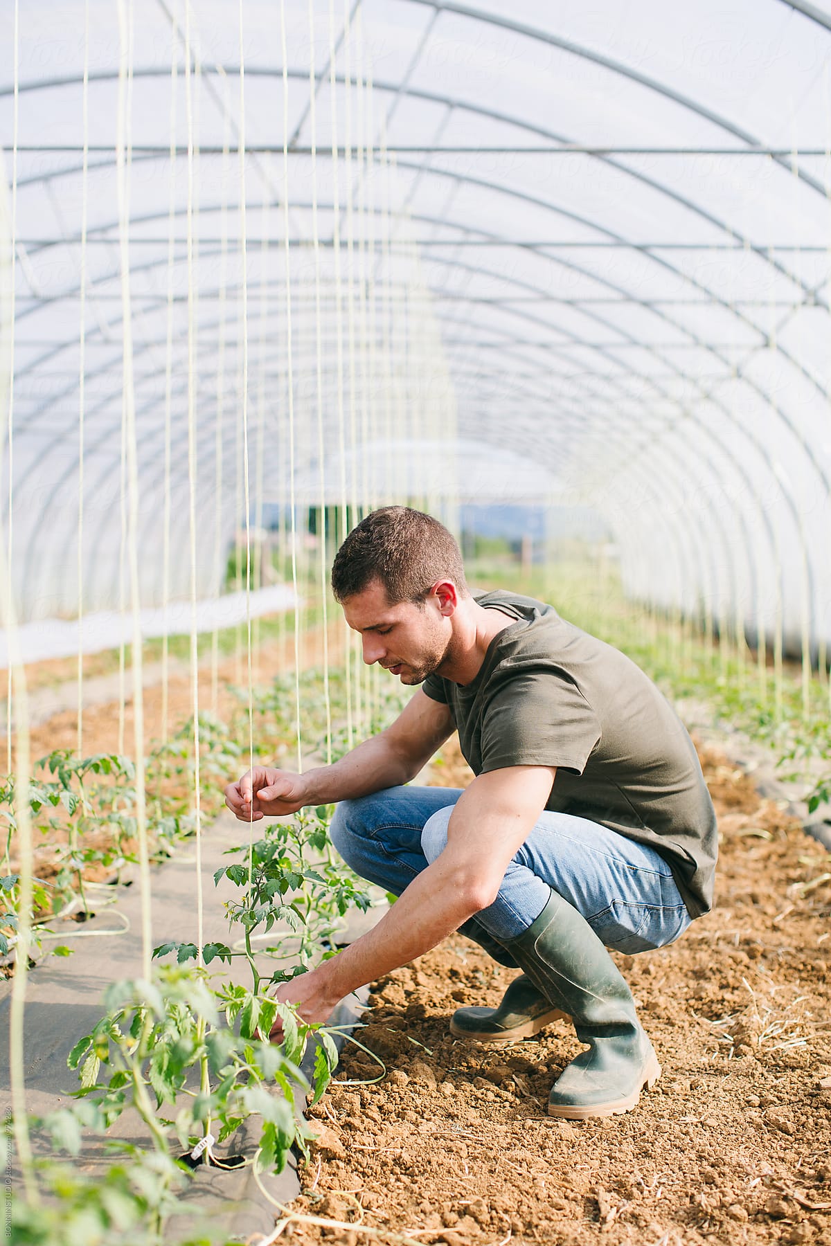 Man gardening organic vegetables in a greenhouse.