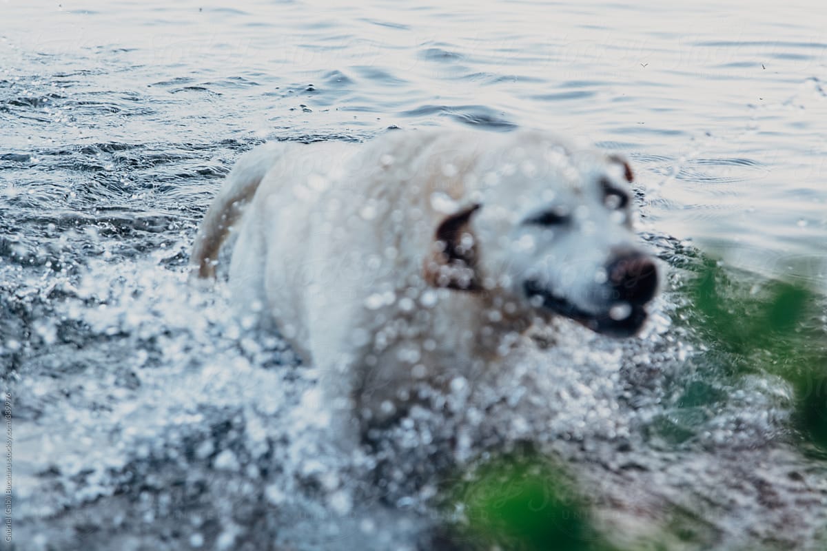 Wet White Dog Coming Out Of A Lake After A Swim
