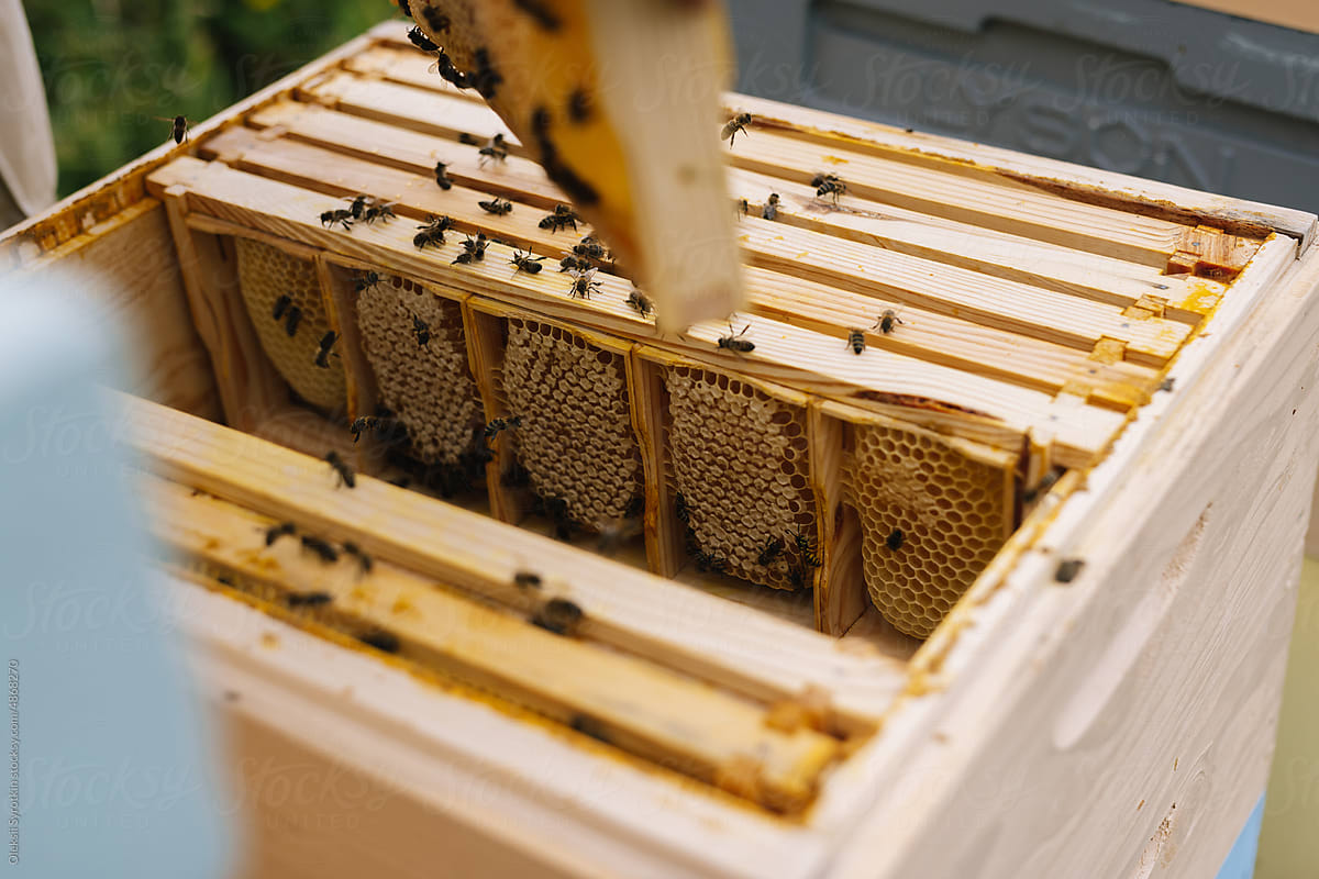 Frame honeycomb beehive