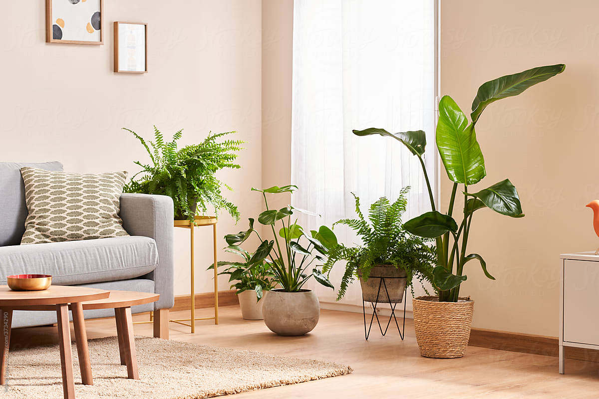 Exotic green potted houseplants placed near sofa in modern apartment