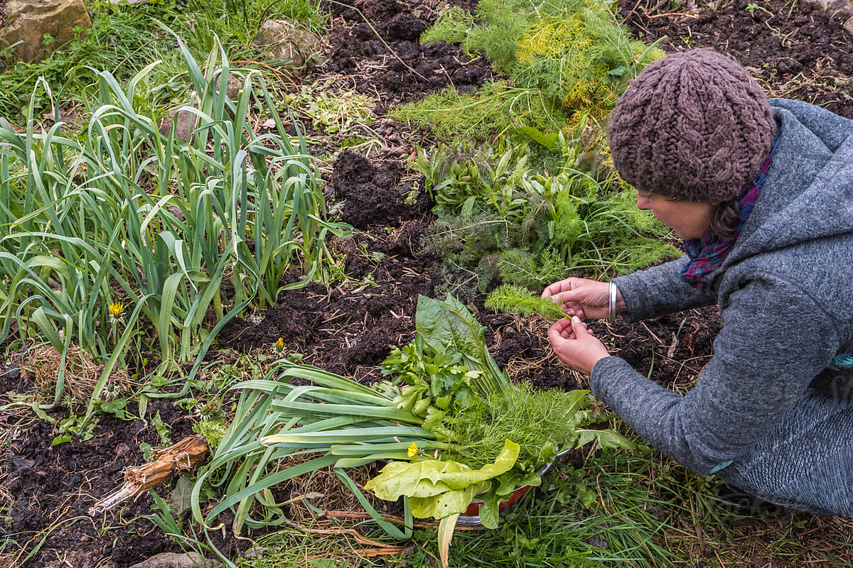 a woman is picking herbs and vegetables
