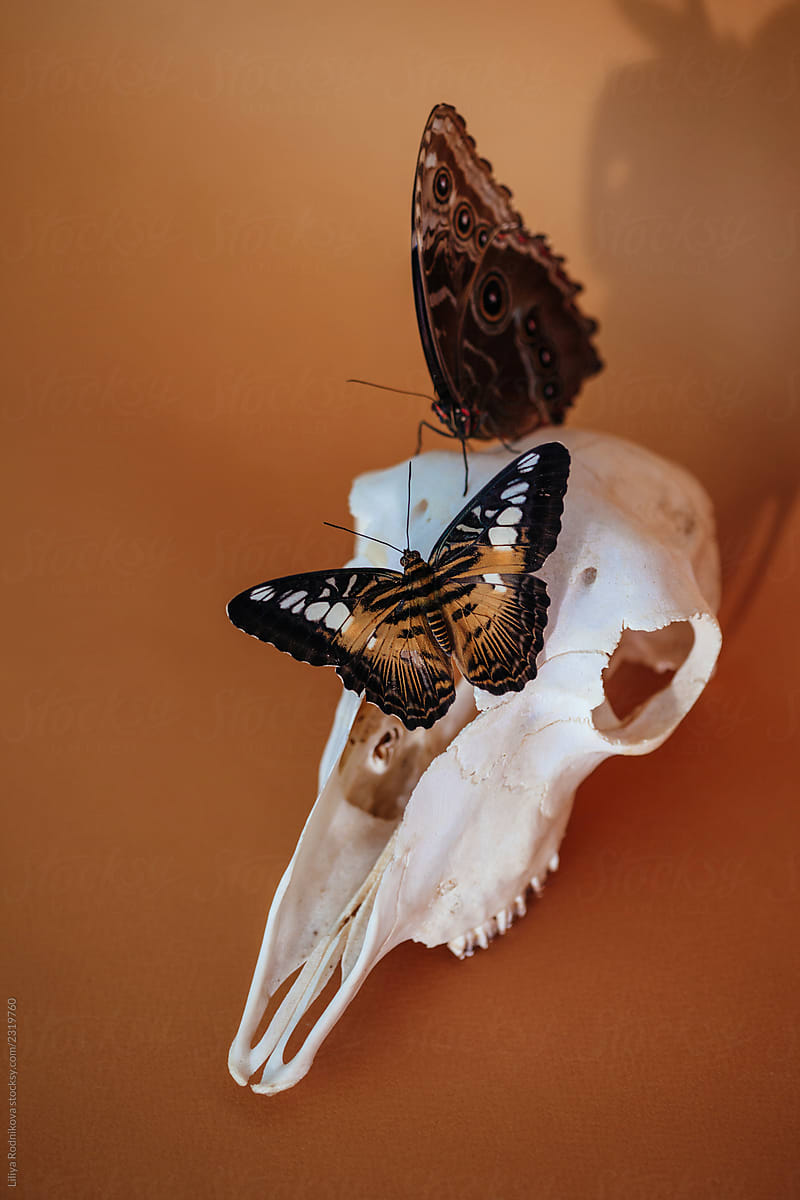 Butterflies on scull