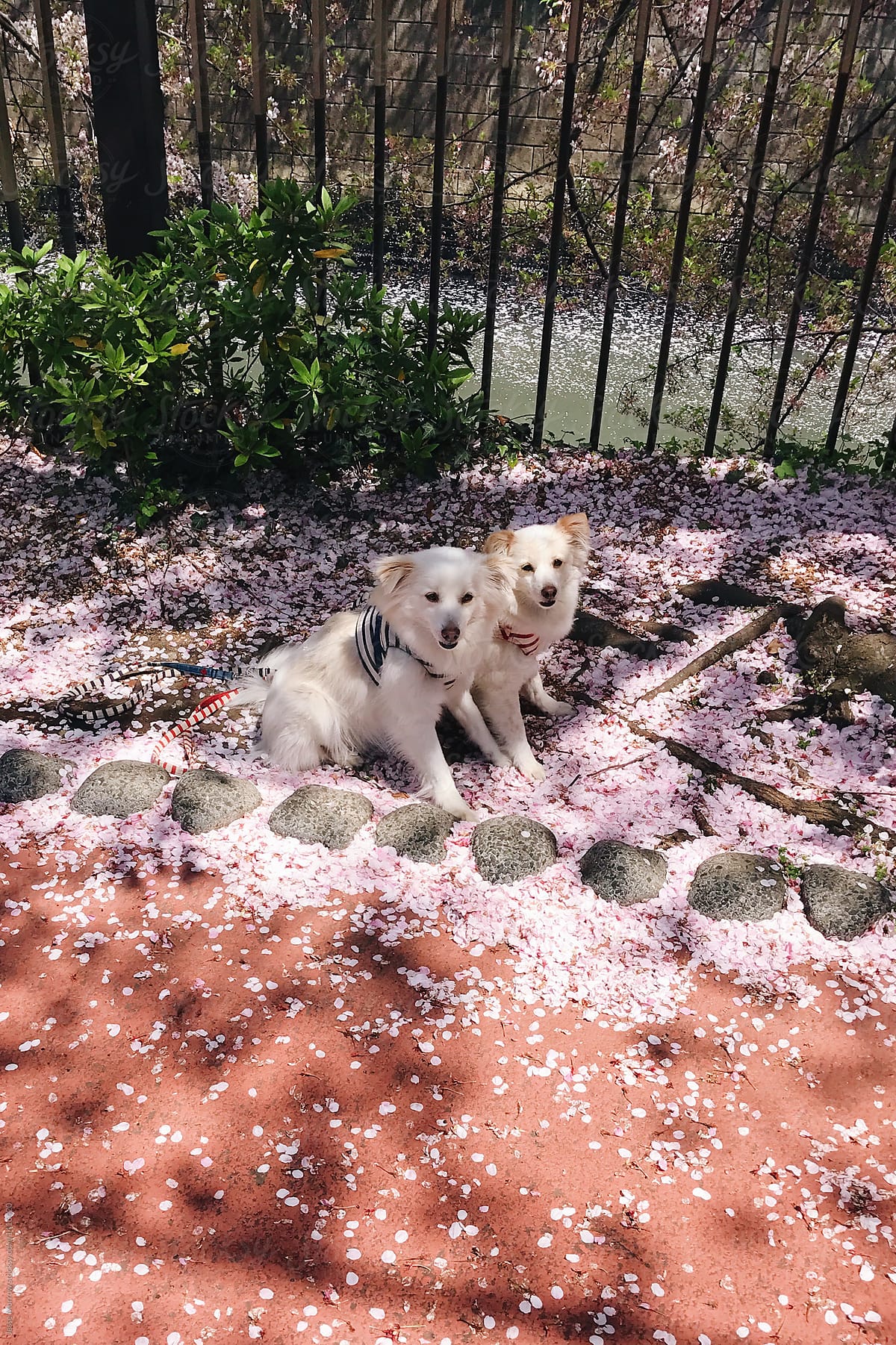two little white dogs on street in tokyo japan sitting in cherry blossoms