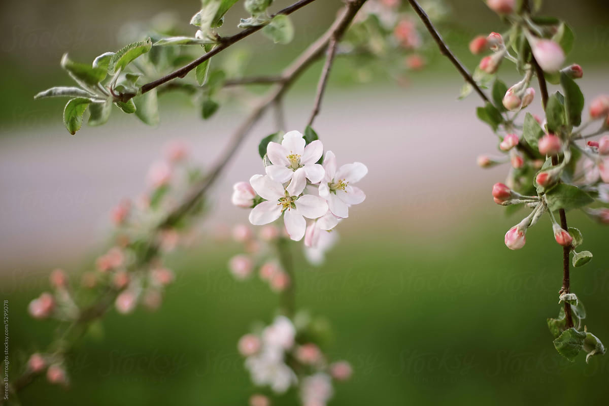 Close up of apple blossoms in full bloom in spring