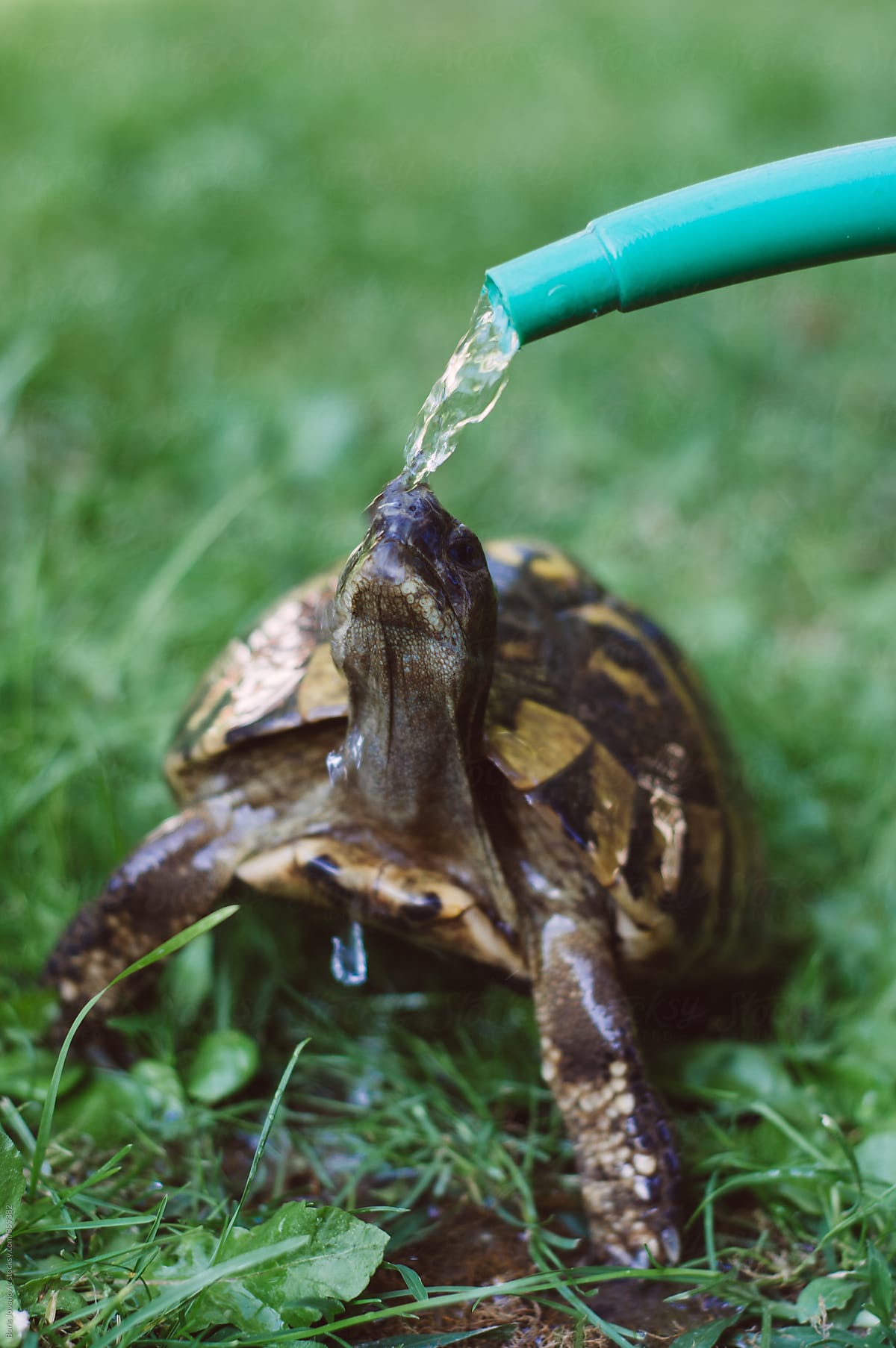Черепахи примет. Пьянствующая черепаха. Черепаха пьет. Черепаха пьет воду. Черепаха бухает.