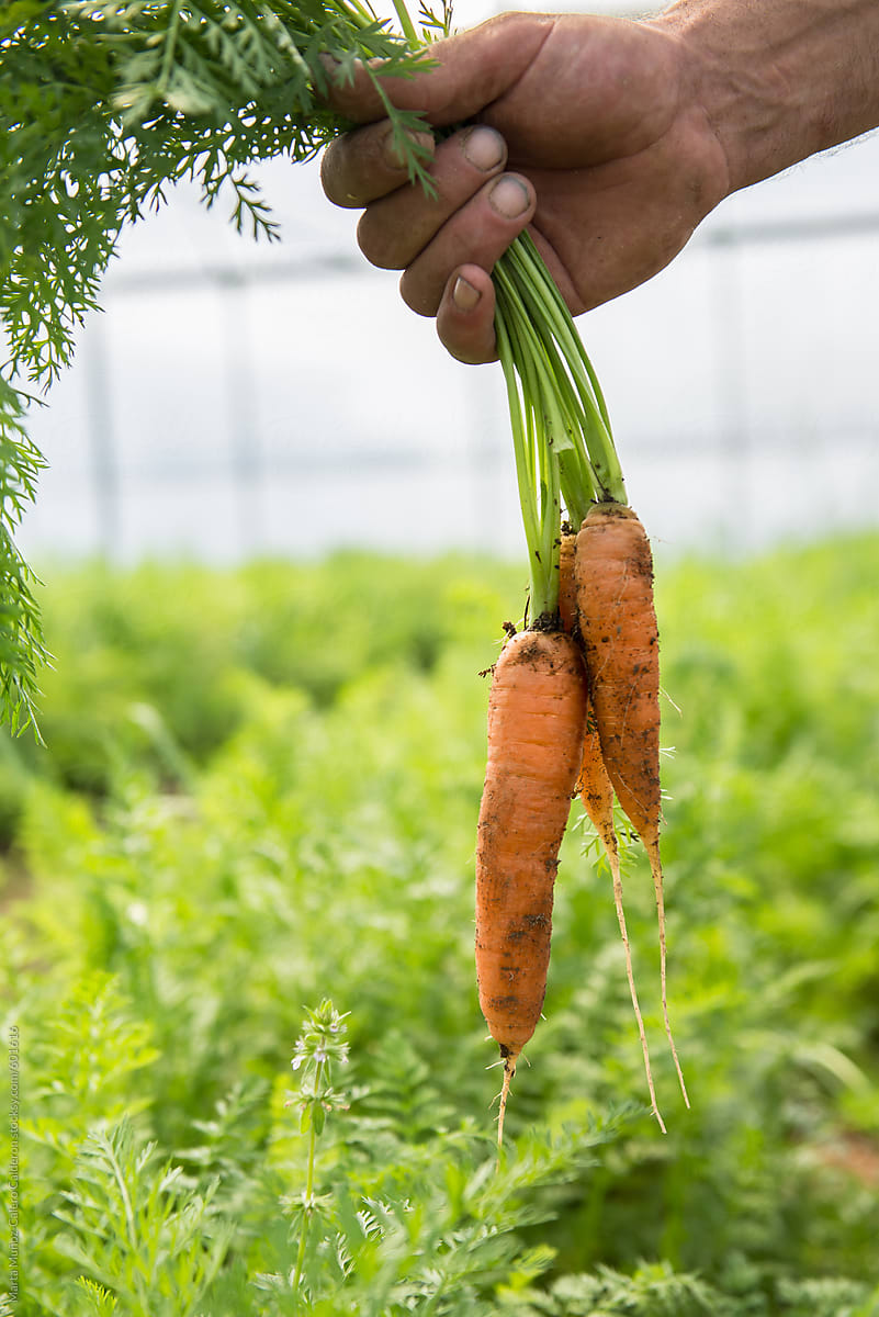 Farmer picking carrots  in an organic vegetable garden
