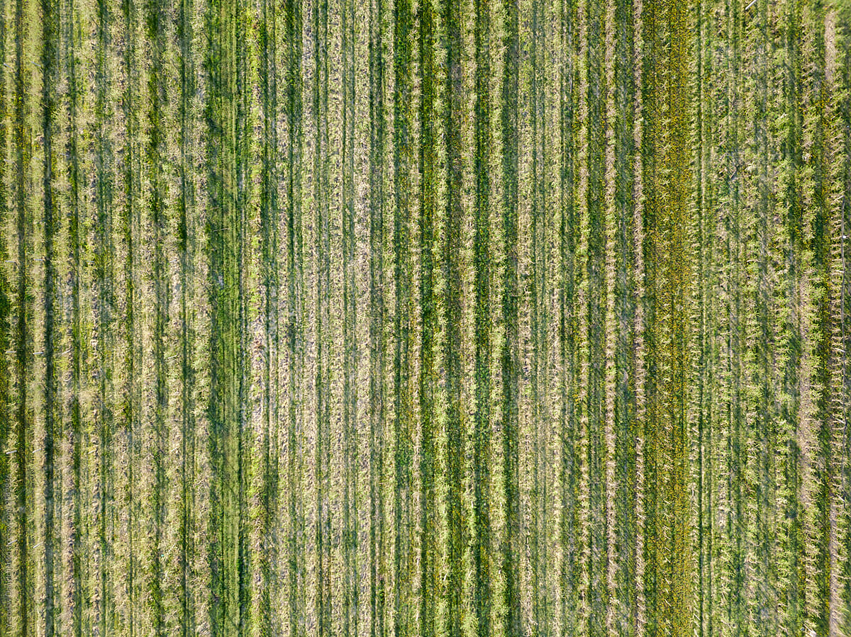 Field planted with young tree,gardening and planting forests. Aerial view from the drone