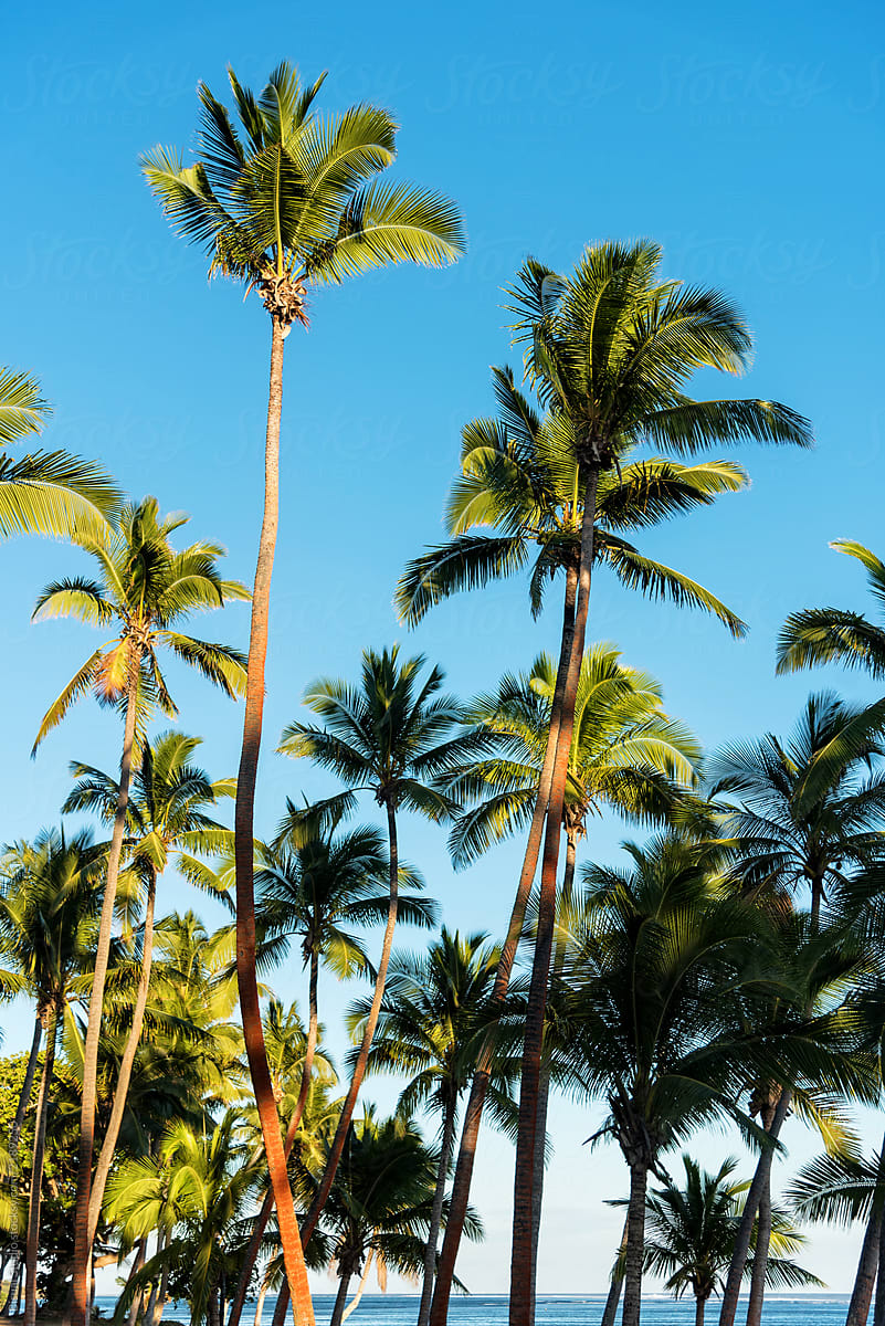 Trees Lean Over White Sand, Under A Blue Sky In Fiji, South Pacific by Bisual