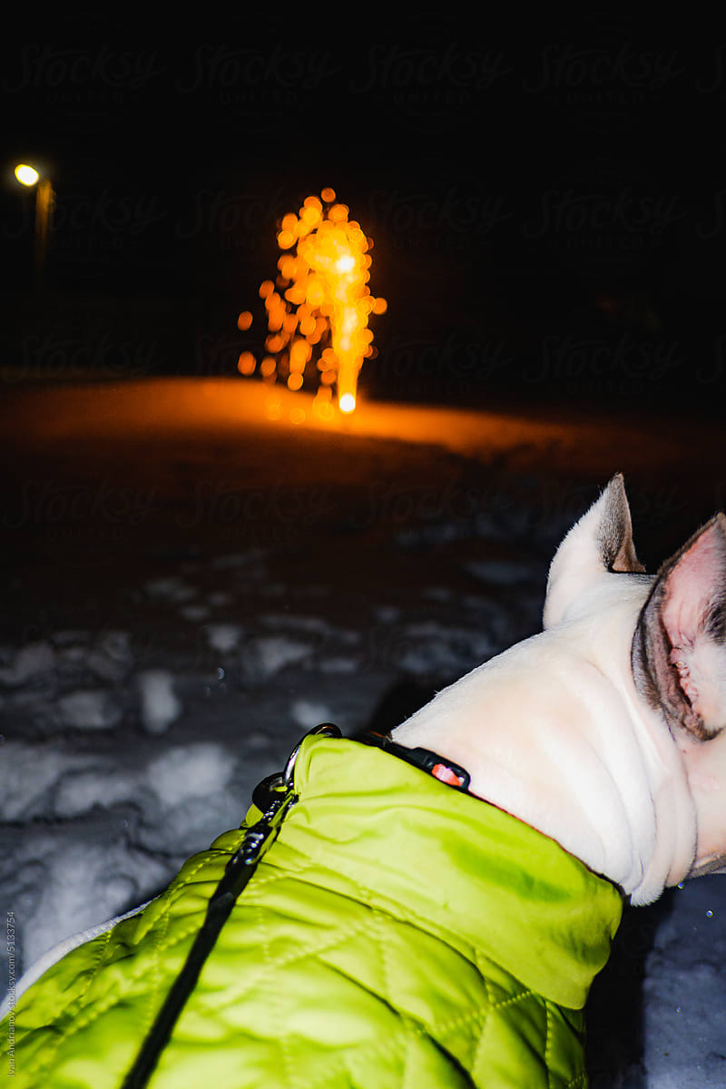 Athentive Dog Ear Listens To Fireworks