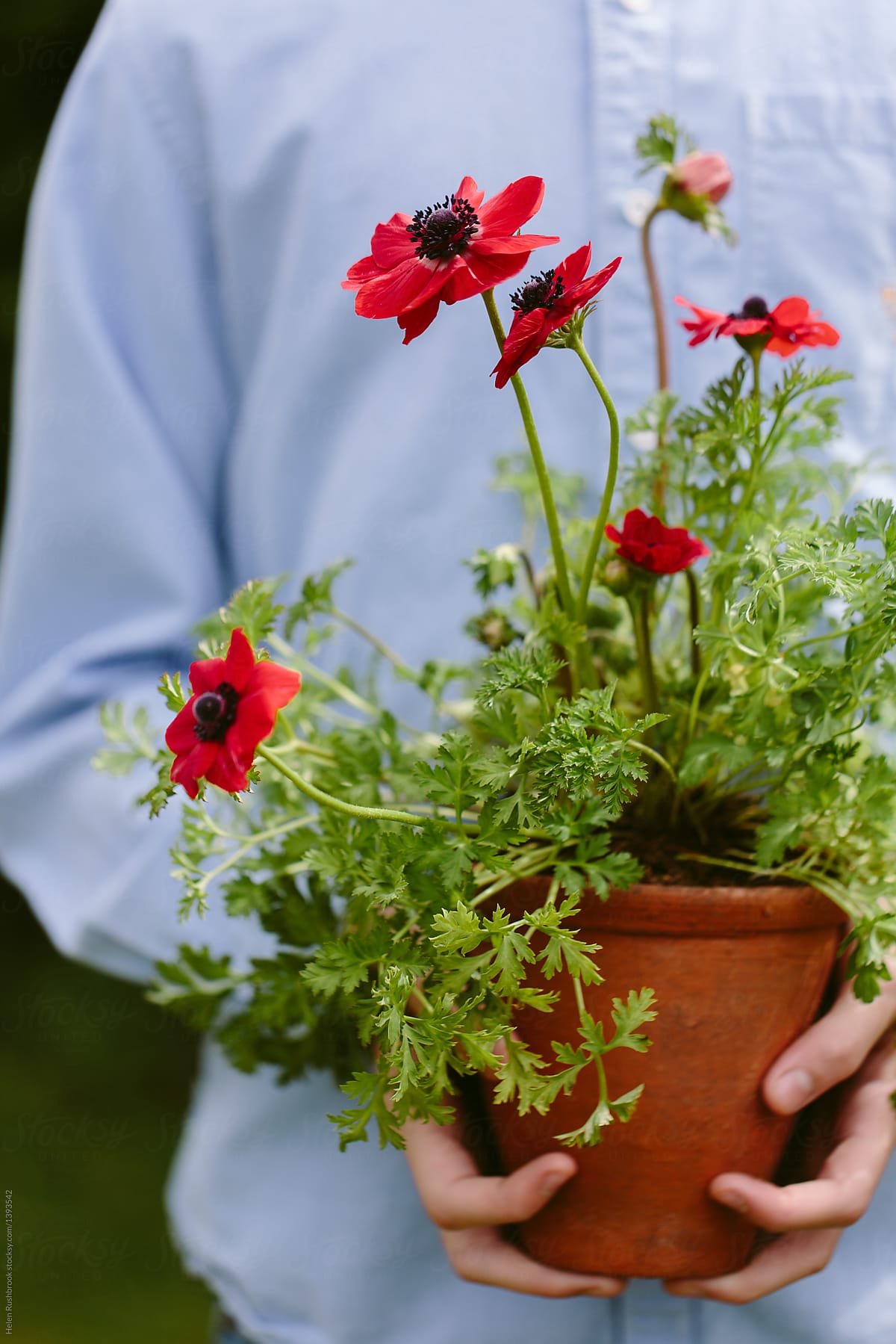 Hands Holding A Red Anemone Flower In A Clay Pot.