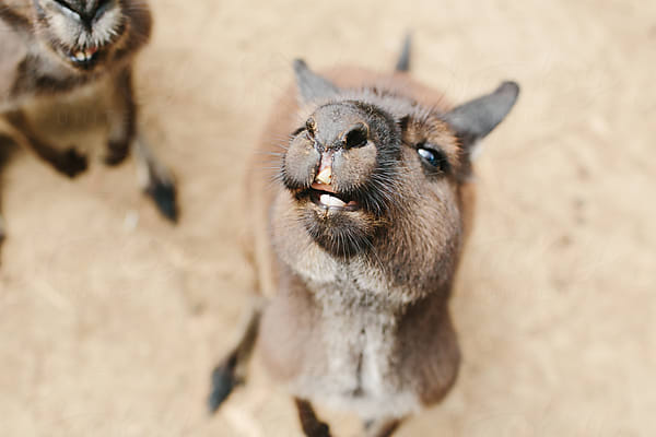 Kangaroo Close-Up by Stocksy Contributor Cameron Zegers - Stocksy