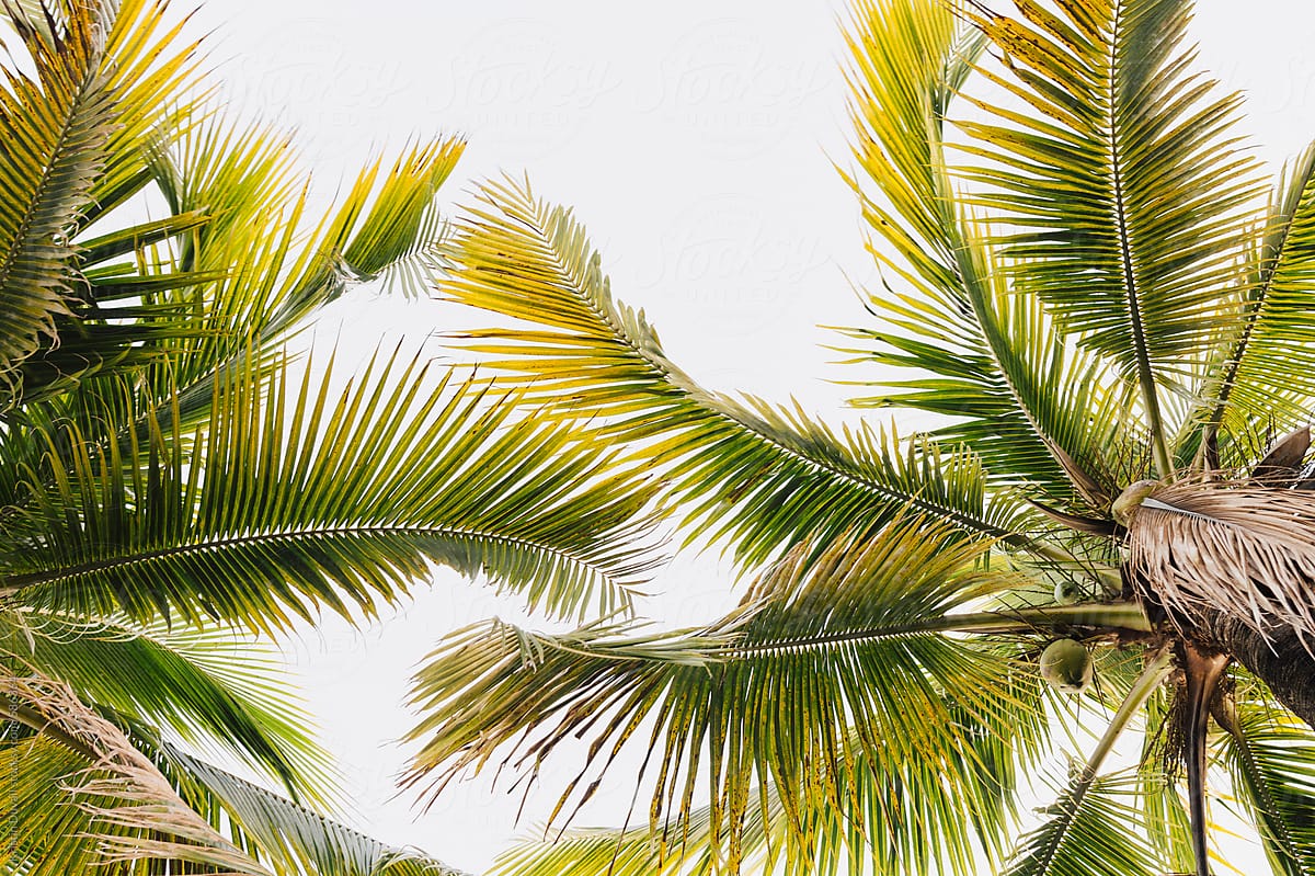 Coconut Palm Trees from below. Florida. by Kristin Duvall - Palm tree ...