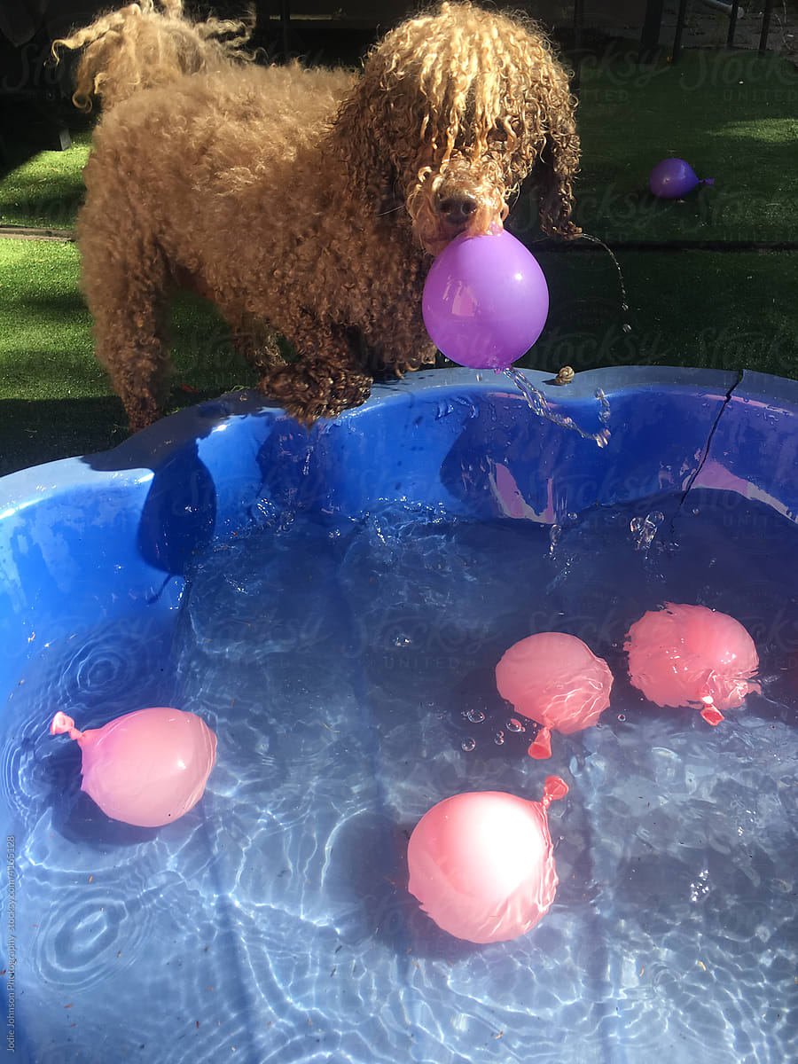 iphone shot of a poodle with water balloons