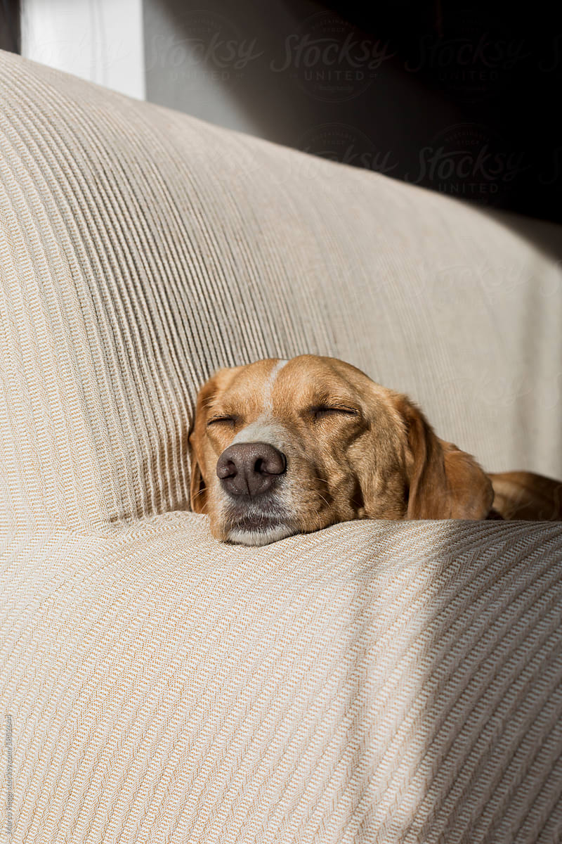Cute Mixed-Breed Dog sleeps on couch