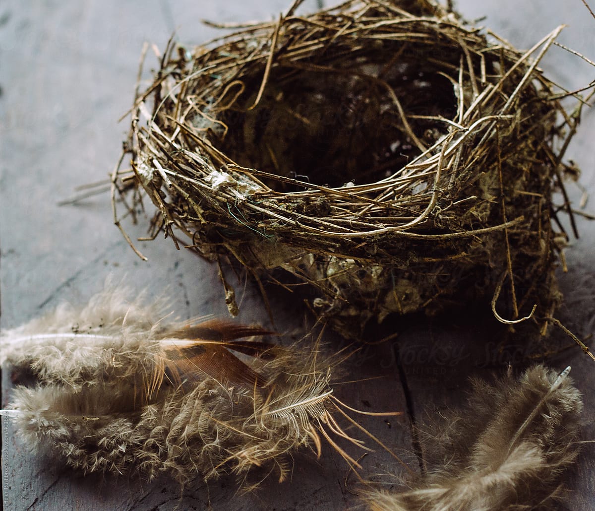 A small empty nest and feathers